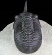 Morocconites Trilobite - Great Shell Detail #71195-3